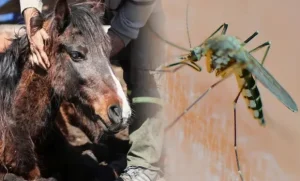 Encefalomielitis Equina