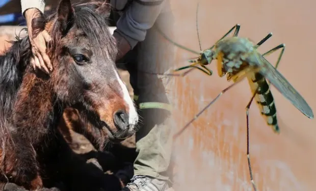 Encefalomielitis Equina