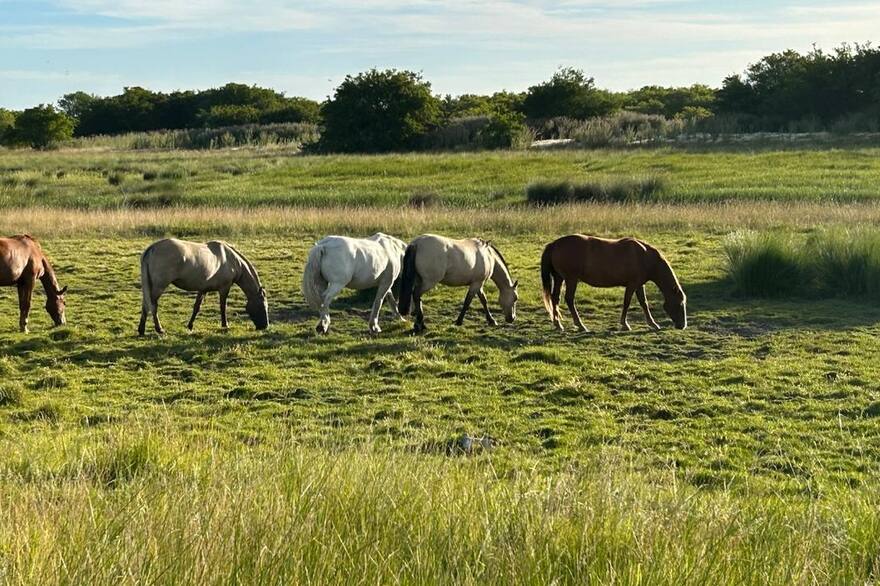 Encefalomielitis Equina